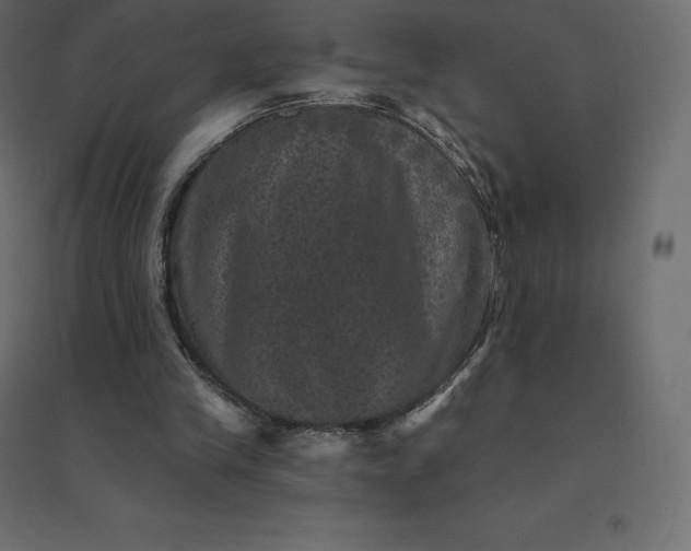 X0000094440245200711211502