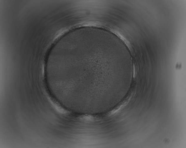 X0000094440253200711211502