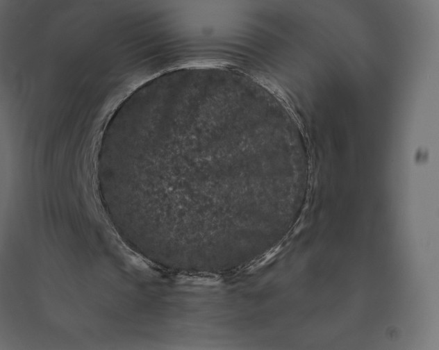 X0000094440337200711211501