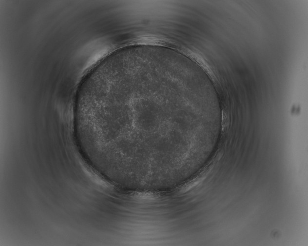 X0000094440349200711211501