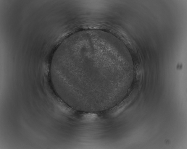 X0000094440374200711211501