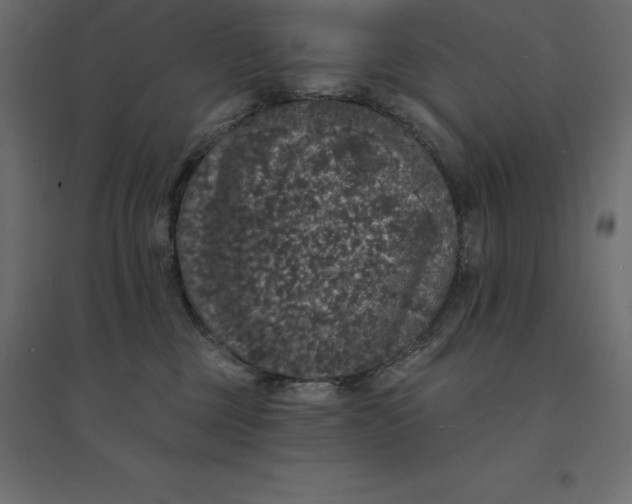 X0000094440377200711211501