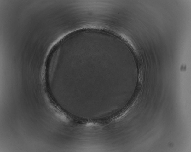 X0000094440388200711211501