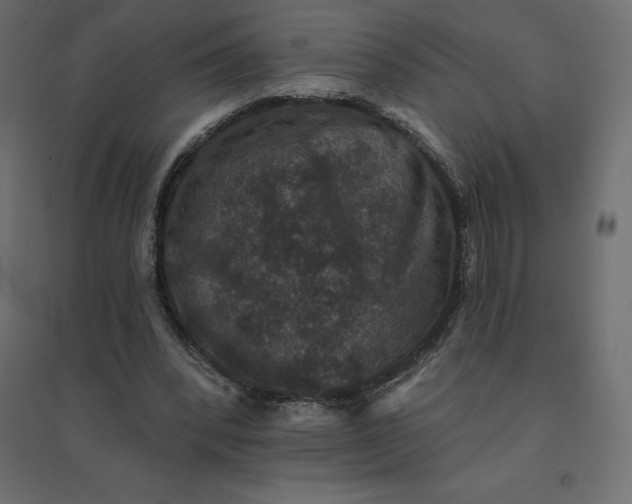 X0000094440392200711211501