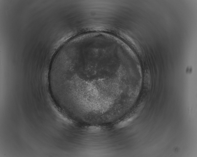 X0000094440394200711211501