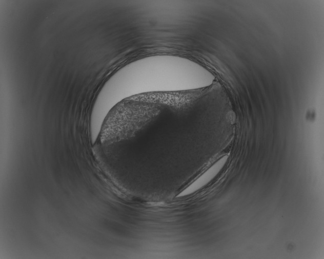 X0000094440425200711211500