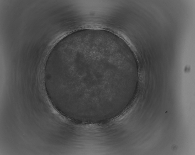 X0000094440433200711211459