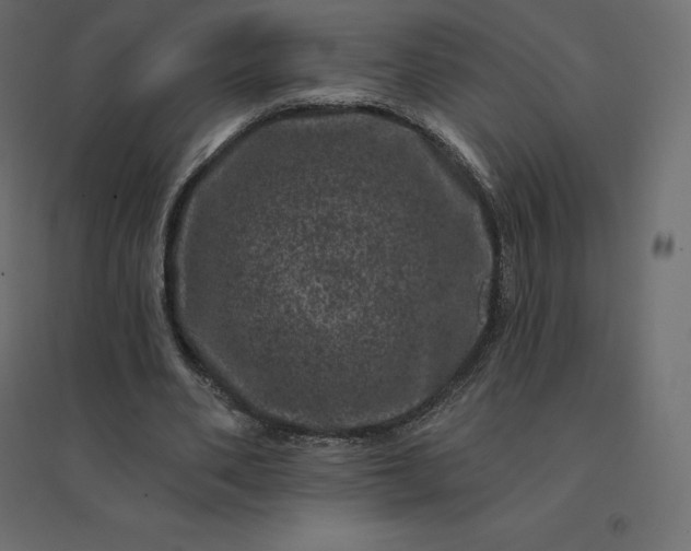 X0000094440486200711211459