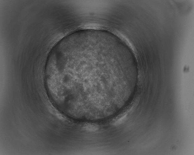 X0000094440529200711211458