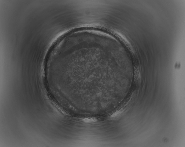 X0000094440628200711211456