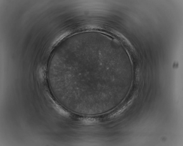 X0000094440785200711211455