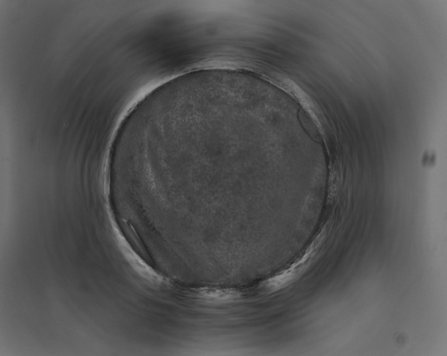 X0000094440795200711211455