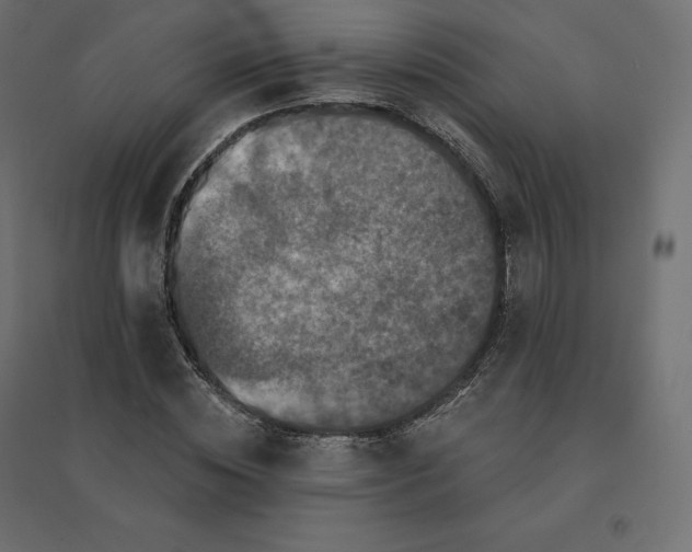 X0000094440828200711211454