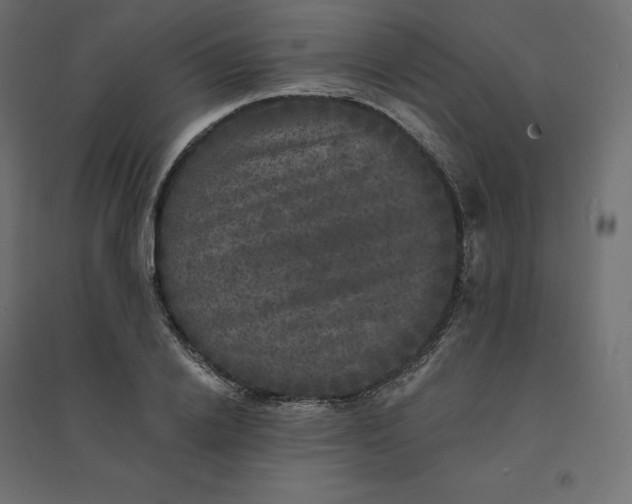 X0000094440838200711211454