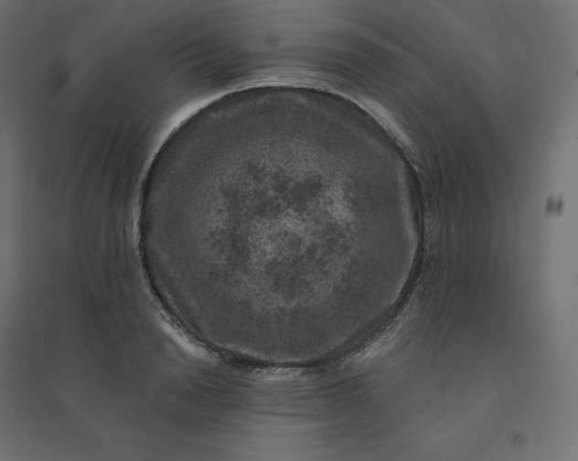 X0000094440846200711211454