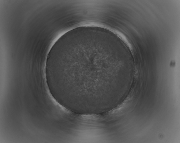 X0000094440863200711211454