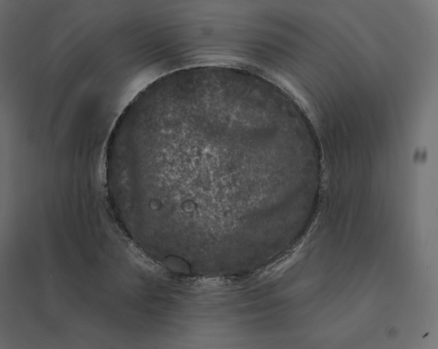 X0000094440883200711211454