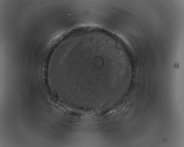 X0000094440967200711211452