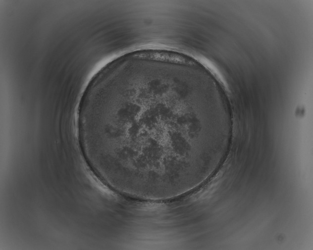 X0000094441238200711211449