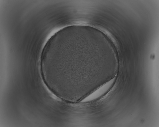 X0000094441432200711211446