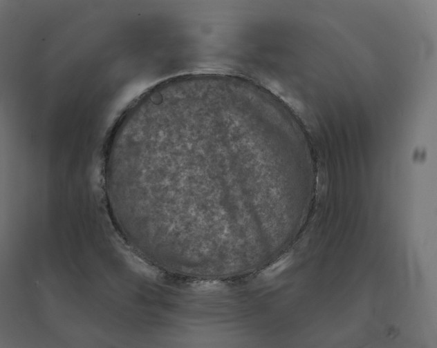 X0000094441454200711211445