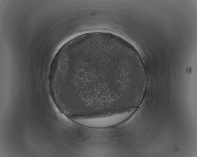 X0000094441534200711211445