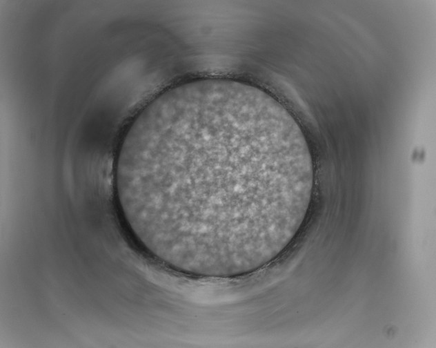 X0000094440024200711291647