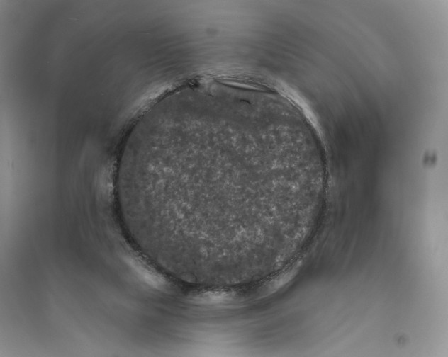 X0000094440065200711291646