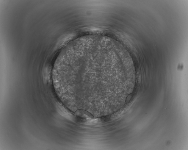 X0000094440185200711291645