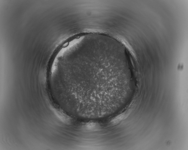 X0000094440204200711291644