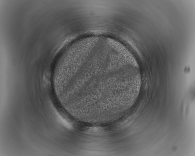 X0000094440212200711291644