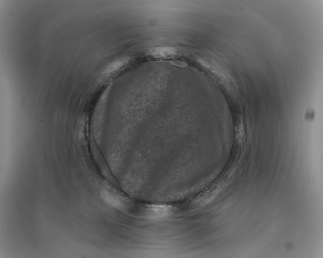 X0000094440233200711291643