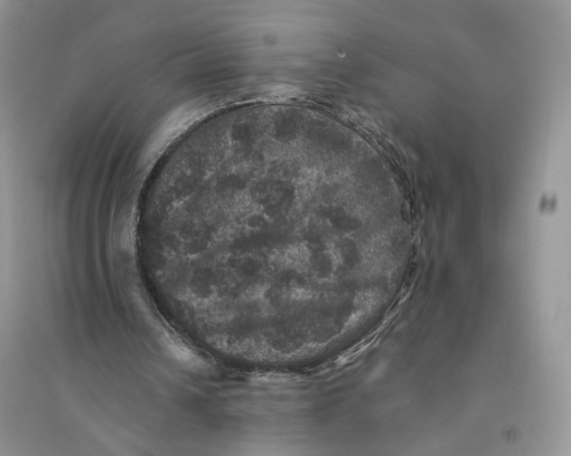 X0000094440242200711291643