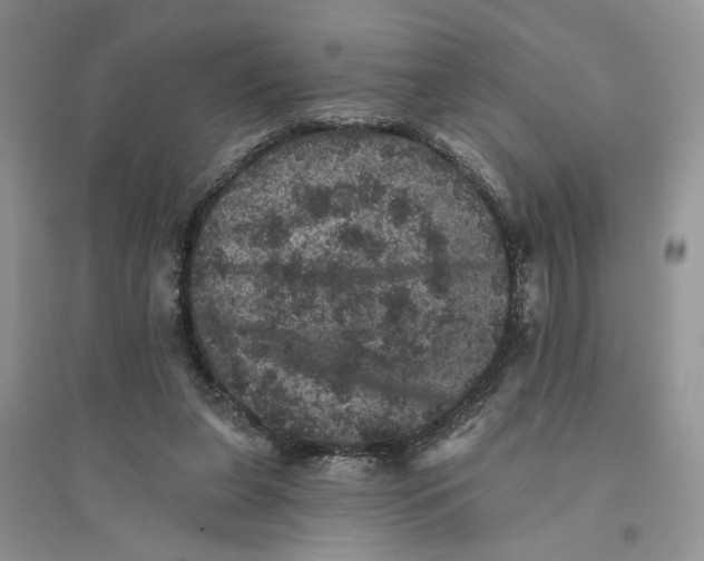 X0000094440255200711291643