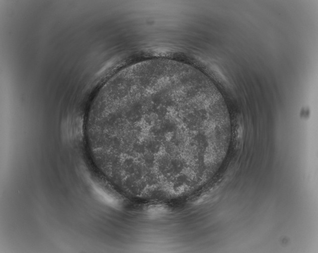 X0000094440262200711291643