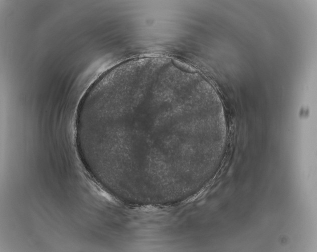 X0000094440290200711291643