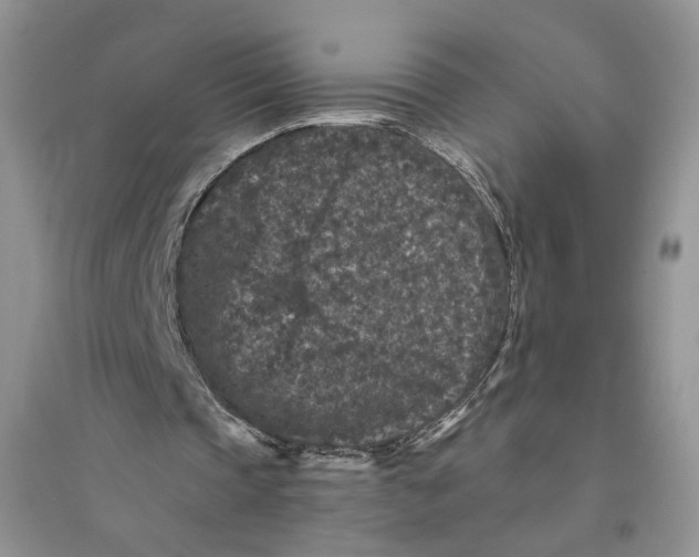 X0000094440337200711291641