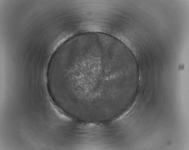 X0000094440390200711291641