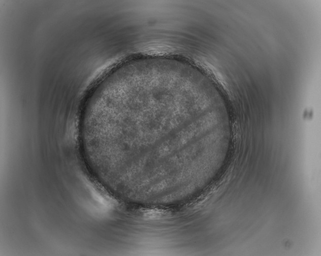 X0000094440400200711291641