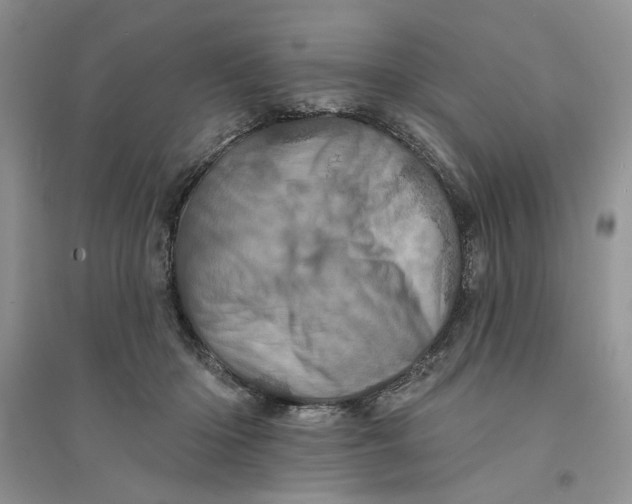 X0000094440414200711291641