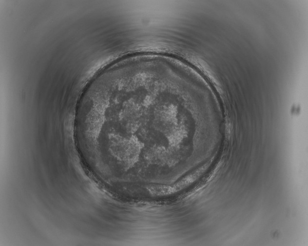 X0000094440434200711291640