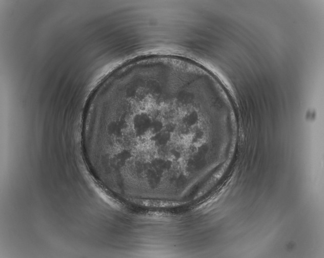 X0000094440437200711291640