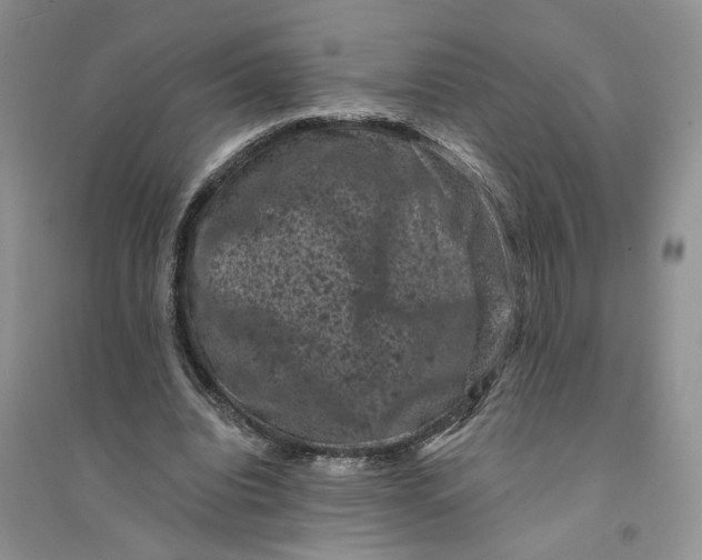 X0000094440440200711291640