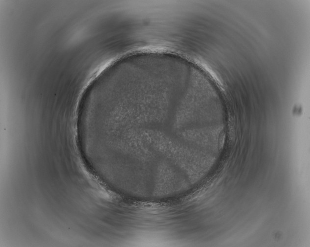 X0000094440486200711291639