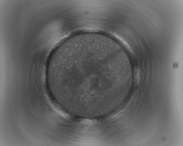 X0000094440494200711291639