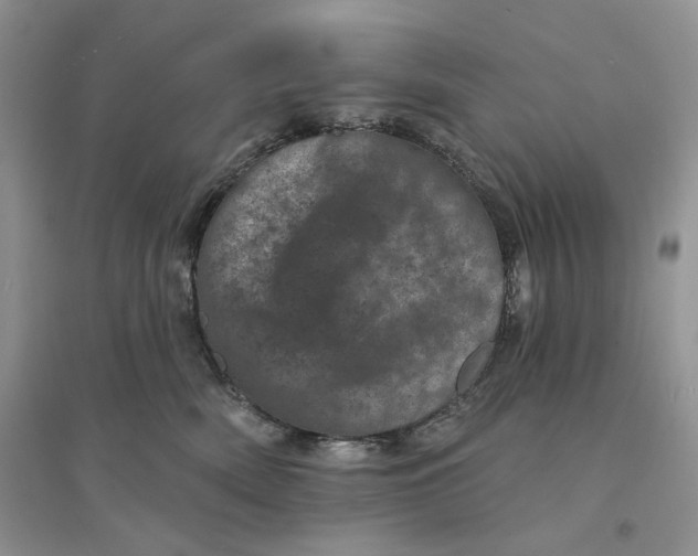 X0000094440522200711291639