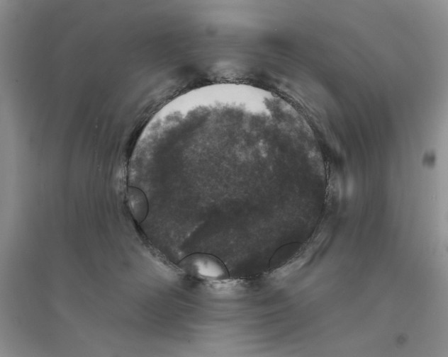 X0000094440526200711291639