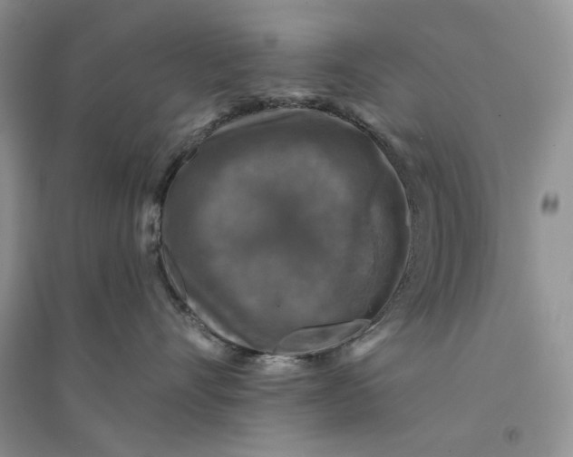 X0000094440528200711291639