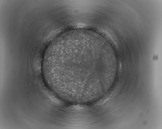 X0000094440545200711291638