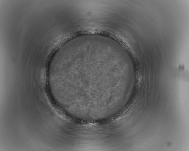 X0000094440594200711291638